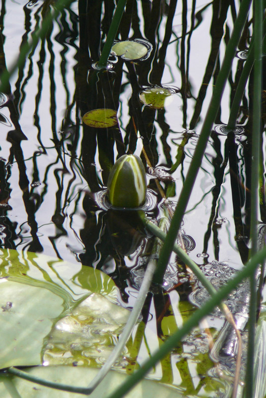 photo "***" tags: landscape, nature, flowers, water