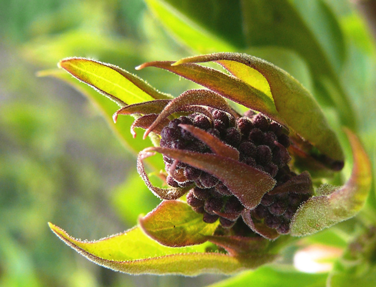 photo "***" tags: macro and close-up, nature, flowers