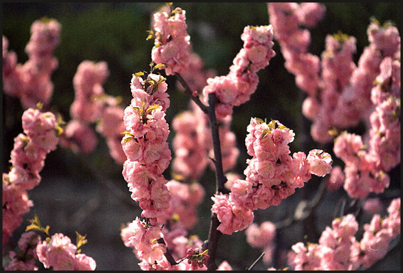 photo "Flower" tags: nature, flowers