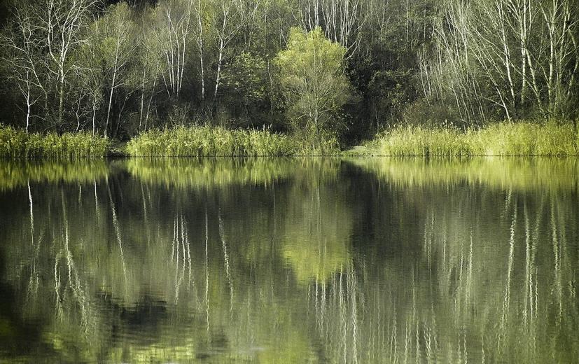 photo "Fairy wood" tags: landscape, forest, water