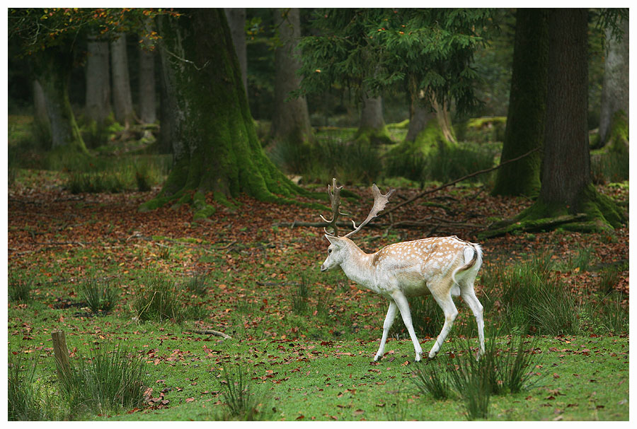 photo "***" tags: landscape, nature, autumn, wild animals