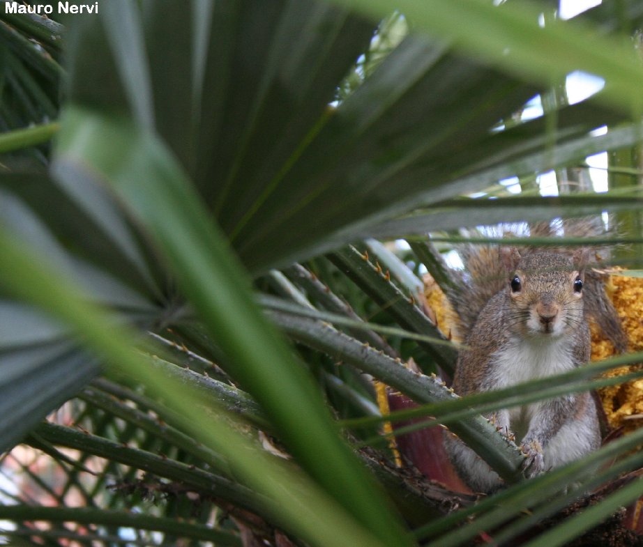 фото "hello!" метки: , 