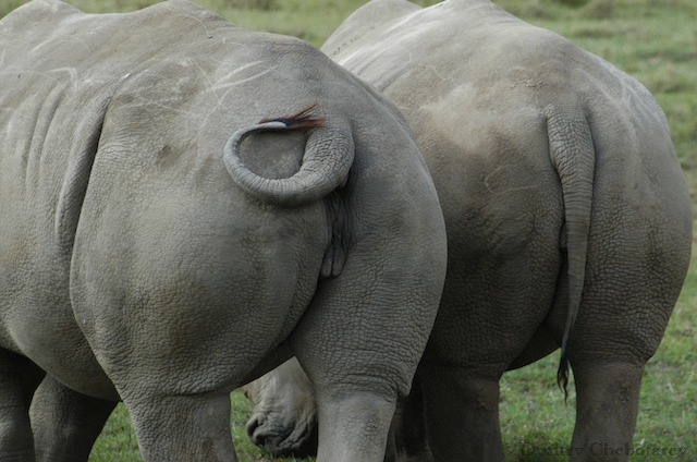 фото "два носорога" метки: путешествия, природа, Африка, дикие животные