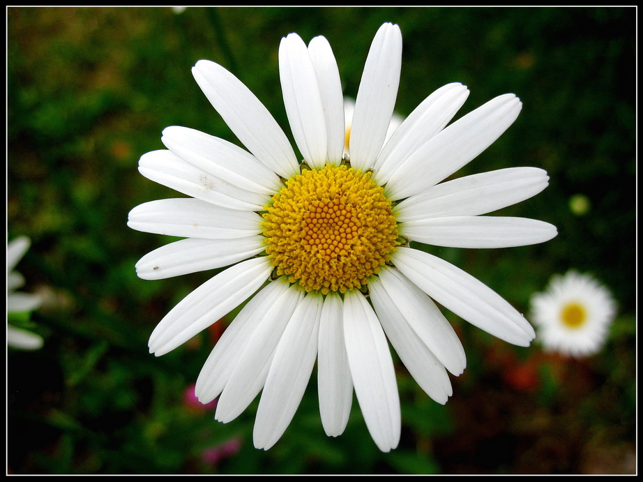 photo "***" tags: macro and close-up, nature, flowers