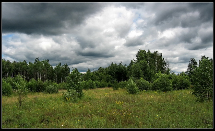 photo "***" tags: landscape, forest, summer