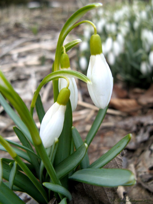 photo "Snowdrops" tags: macro and close-up, nature, flowers