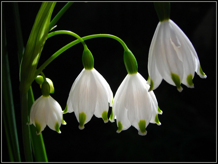 photo "***" tags: nature, macro and close-up, flowers