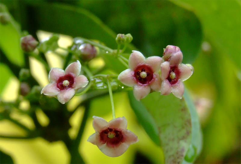 photo "***" tags: nature, flowers