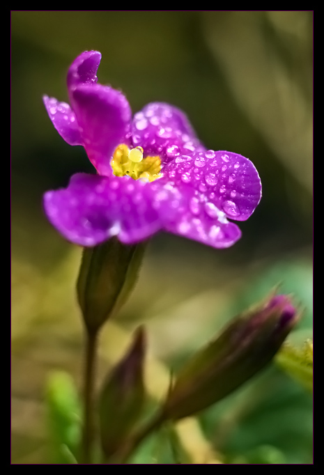 photo "* Primula Vulgaris *" tags: nature, flowers