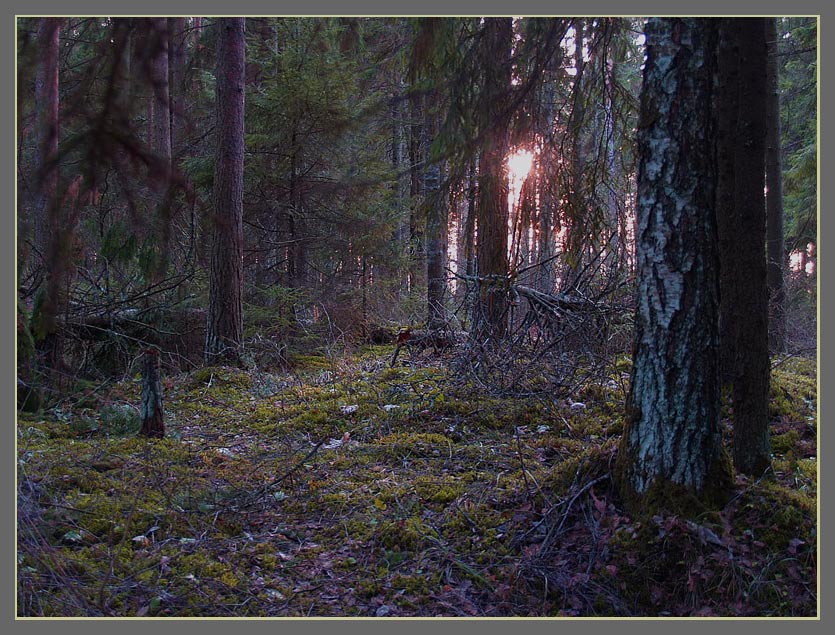 фото "Лесная сказка..." метки: пейзаж, лес