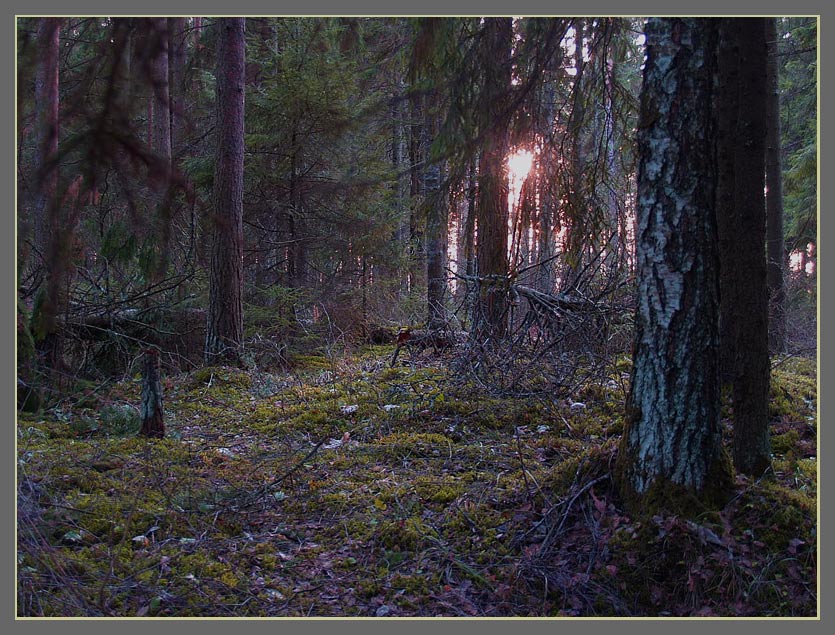 photo "***" tags: landscape, forest