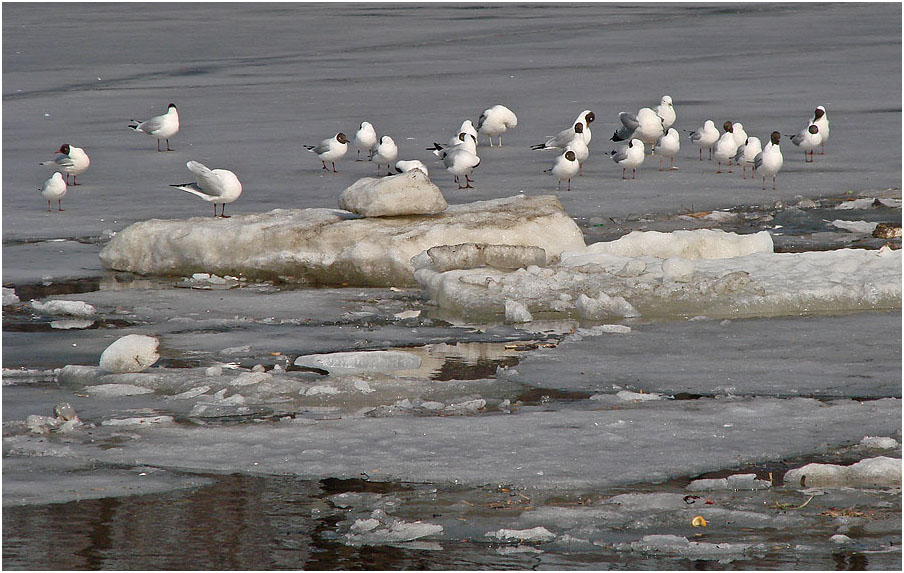 photo "March" tags: landscape, nature, water, wild animals