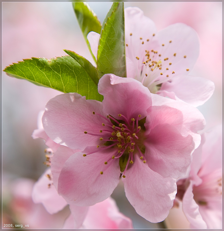photo "***" tags: landscape, nature, flowers, spring