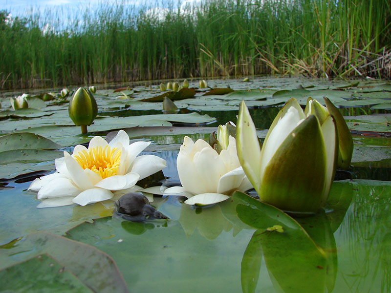 photo "***" tags: landscape, water