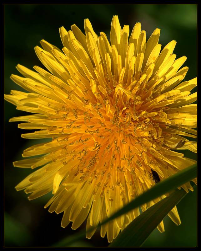 photo "Simply dandelion" tags: nature, macro and close-up, flowers