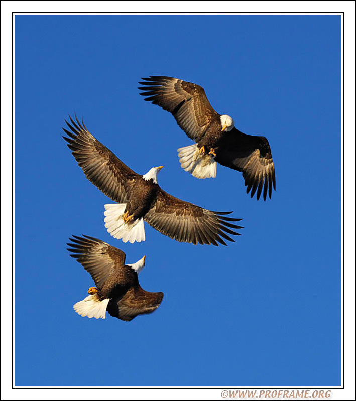 фото "Mid Air Persecution" метки: природа, путешествия, Европа, дикие животные