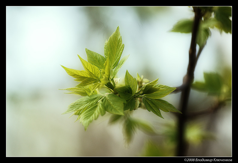 photo "***" tags: nature, macro and close-up, flowers