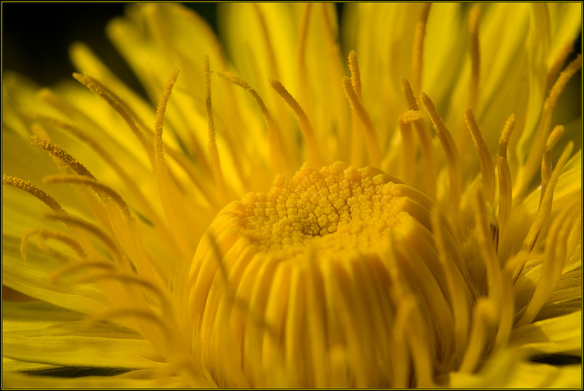 photo "***" tags: nature, flowers