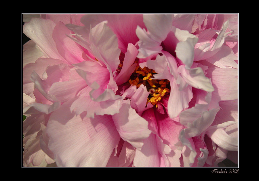 photo "Pink waves..." tags: nature, macro and close-up, flowers