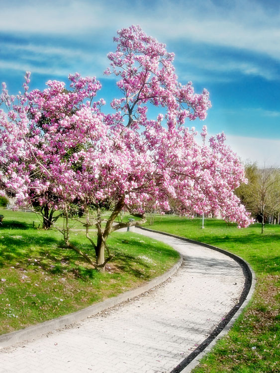 фото "Spring time" метки: пейзаж, весна