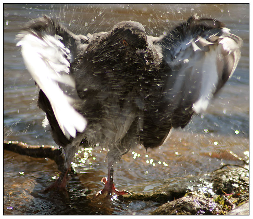 photo "High and Mighty" tags: nature, wild animals