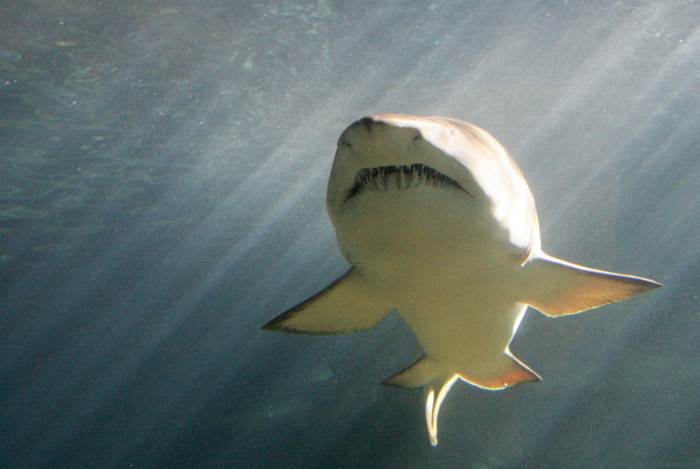 фото "Shark" метки: природа, путешествия, Австралия, дикие животные