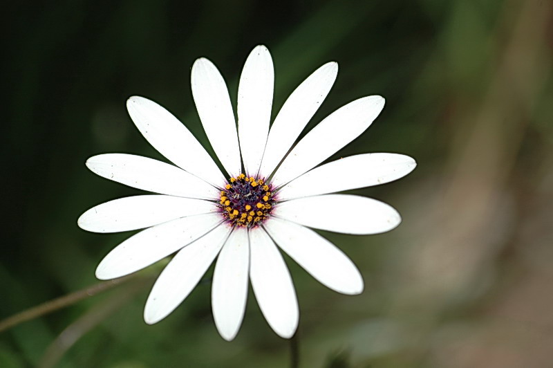 photo "white world" tags: nature, macro and close-up, flowers