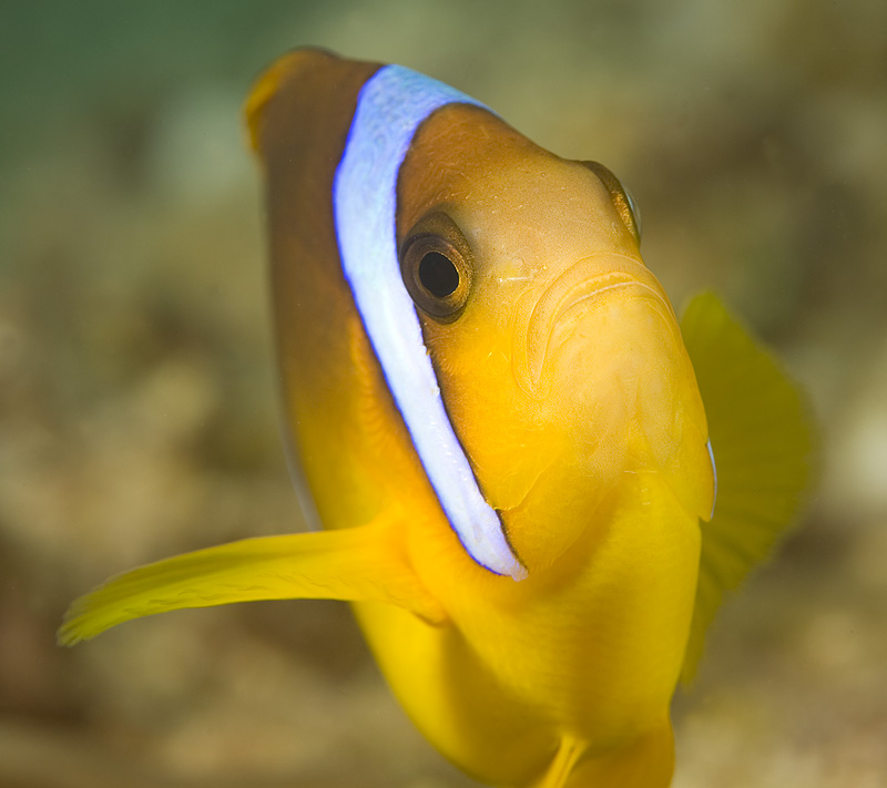 photo "Twobar Anemonfish" tags: underwater, 