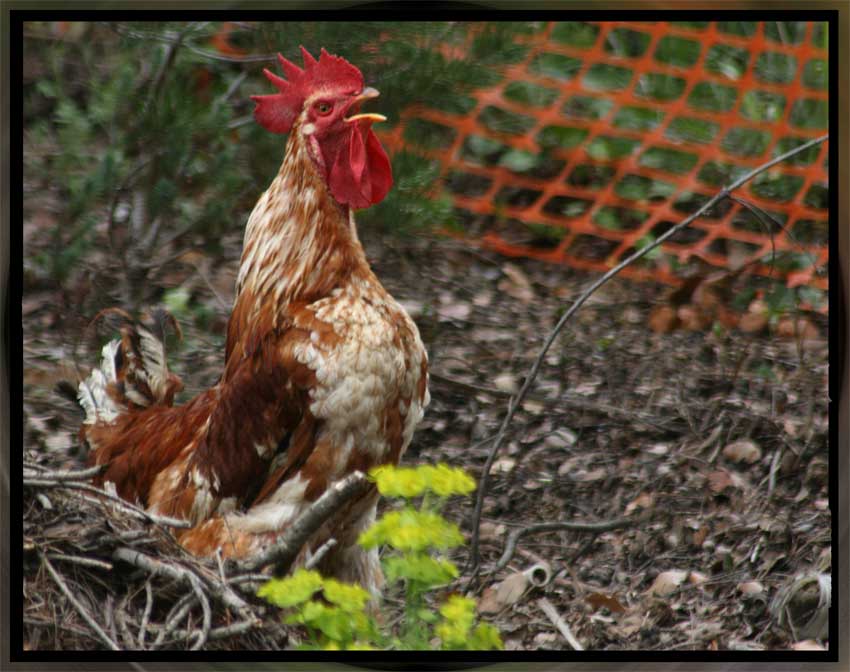 photo "King of the Korral" tags: portrait, nature, pets/farm animals