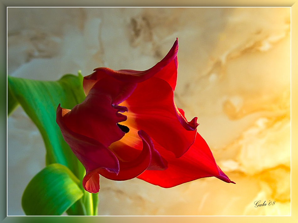 фото "Красный" метки: природа, макро и крупный план, цветы