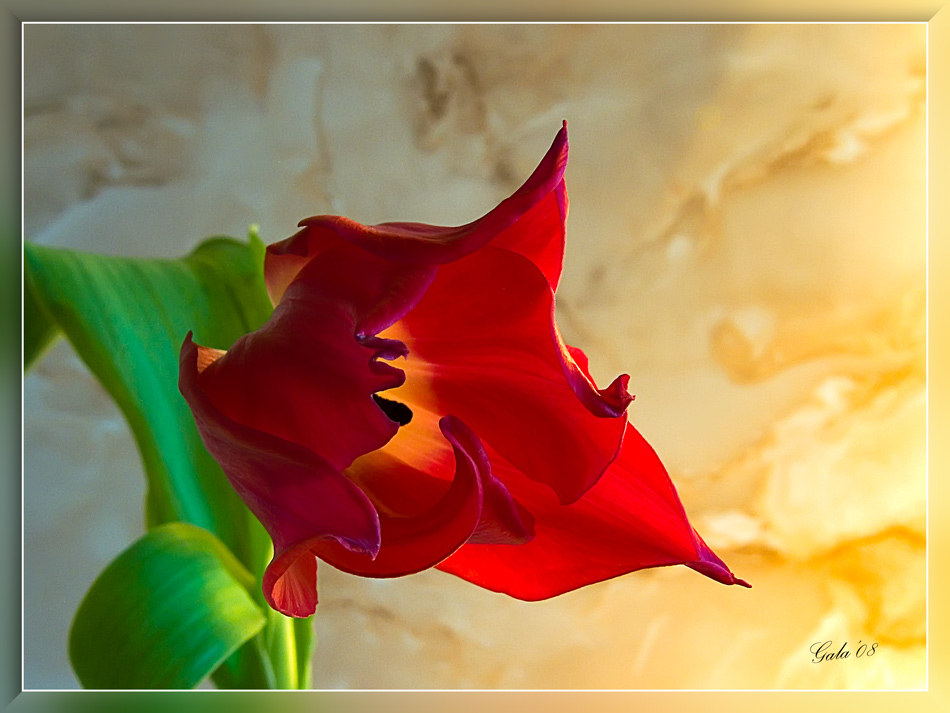 photo "The Red" tags: nature, macro and close-up, flowers