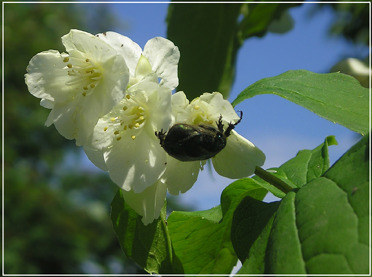photo "J-J-Jasmine" tags: nature, insect