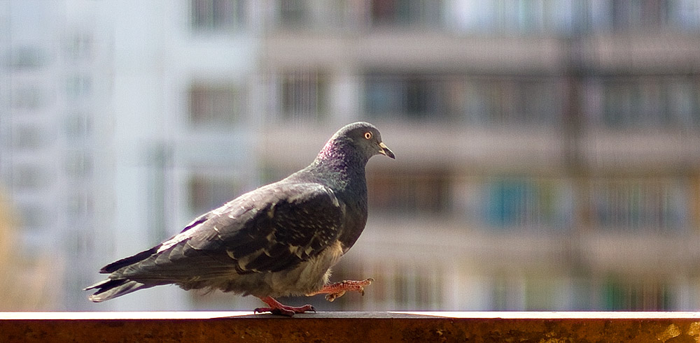 photo "Equilibrist" tags: nature, 