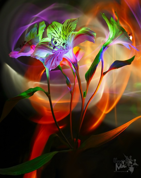 photo "0467 ("The painting of light - Sketches")" tags: still life, nature, flowers