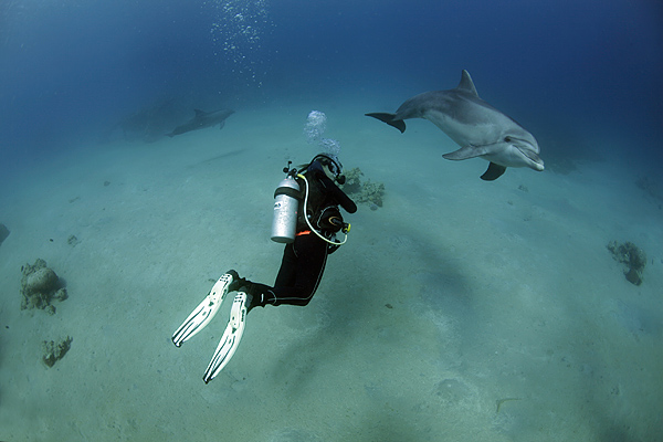 photo "Dance with Dolphins" tags: underwater, 