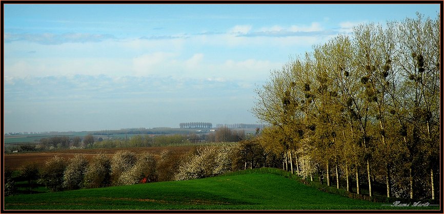 photo "landscape with mistletoe" tags: landscape, nature, flowers, spring