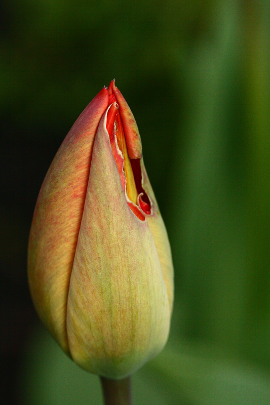 photo "***" tags: macro and close-up, nature, flowers