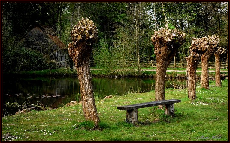 фото "old trees" метки: архитектура, пейзаж, весна