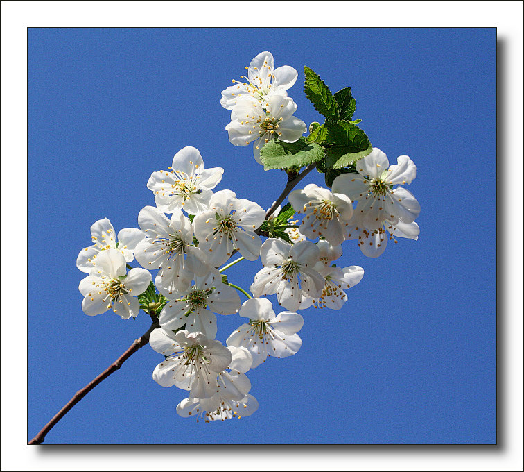 photo "spring" tags: nature, 