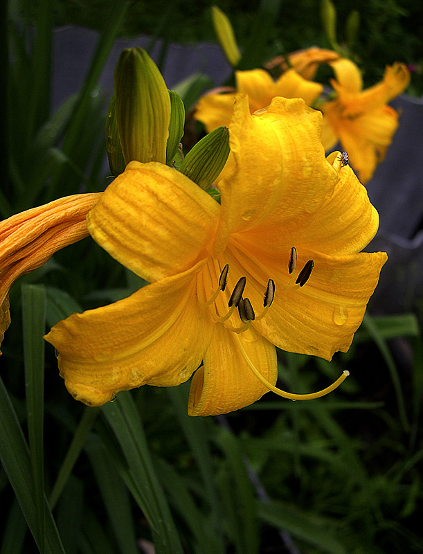 photo "***" tags: nature, flowers