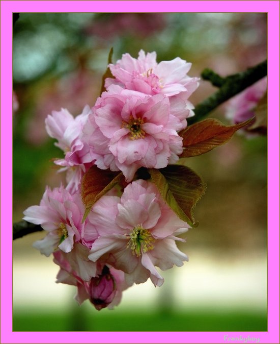 фото "blossom" метки: природа, цветы