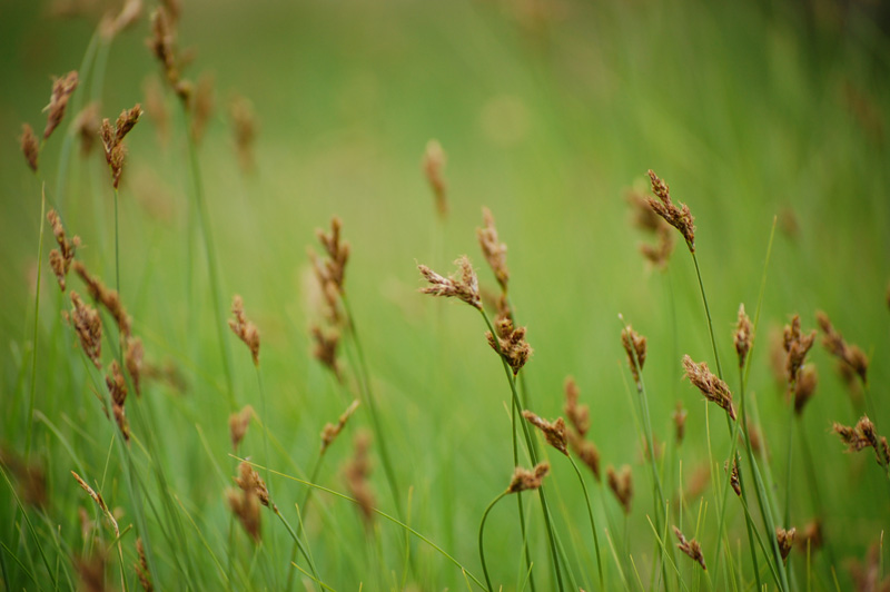 photo "grass" tags: nature, flowers