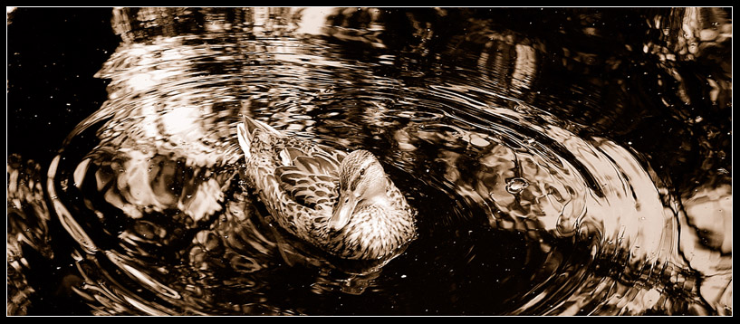 фото "Floating on Gold" метки: природа, гламур, дикие животные