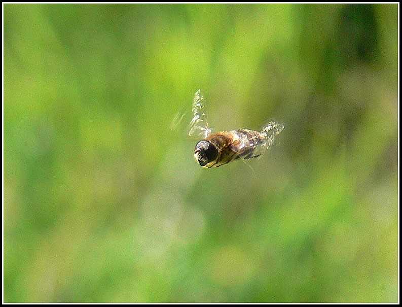 photo "***" tags: nature, insect