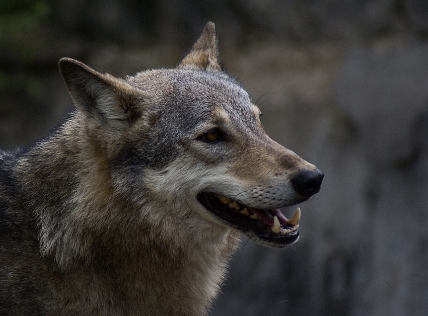 photo "wolf" tags: nature, wild animals