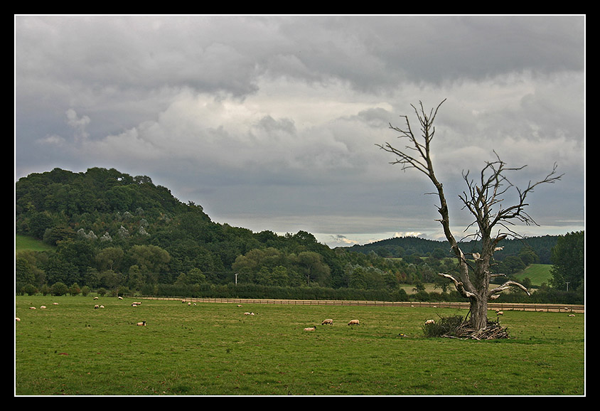 photo "Landscape with a dry tree" tags: travel, landscape, Europe, autumn, tree
