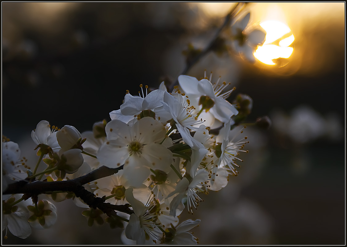 фото "Последние лучи" метки: природа, разное, цветы