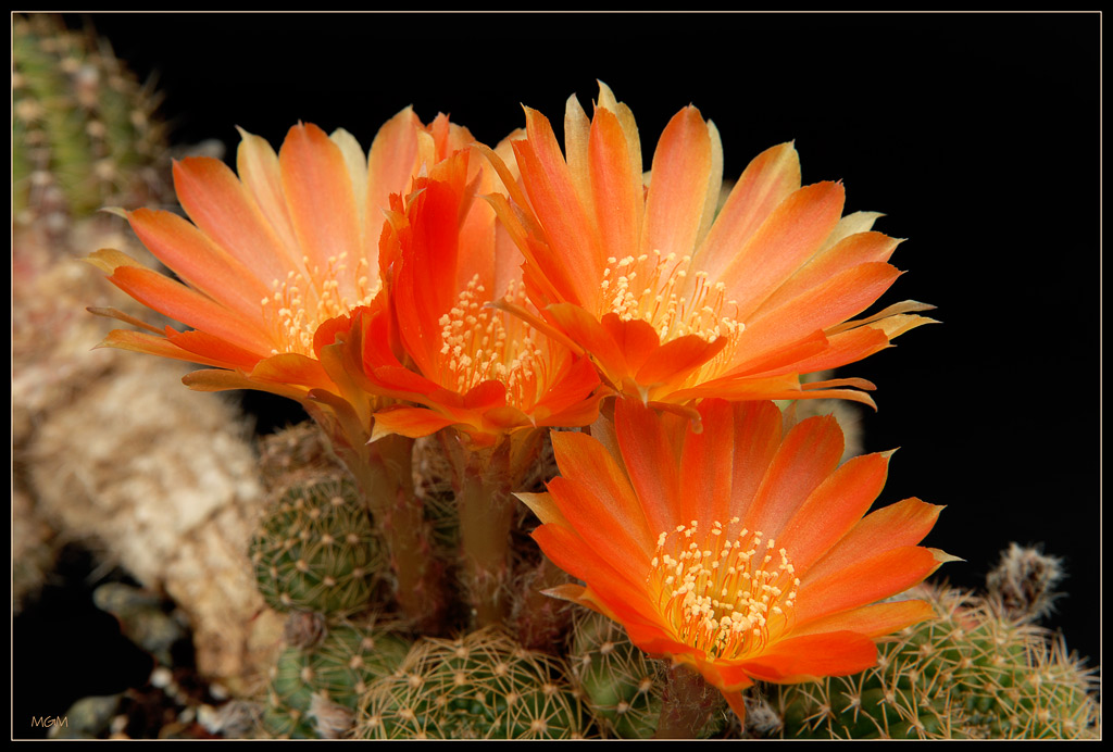 photo "Orange beauty" tags: nature, flowers