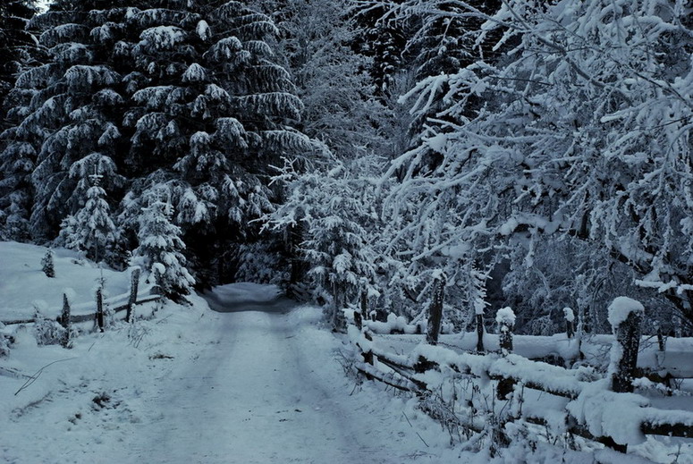 photo "***" tags: landscape, forest, winter