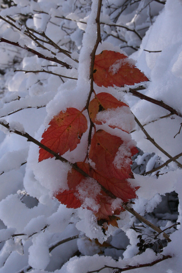 photo "Red ochre on the snow" tags: landscape, nature, flowers, winter